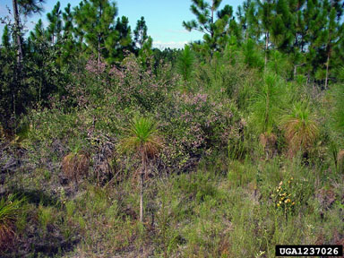shrubby lespedeza, Lespedeza bicolor  (Fabales: Fabaceae (Leguminosae)) - 1237026