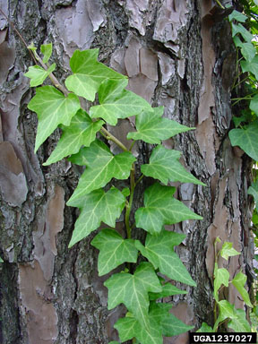 English ivy, Hedera helix  (Apiales: Araliaceae) - 1237027