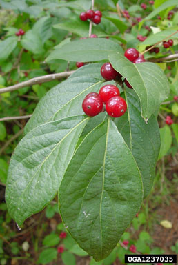 Amur honeysuckle, Lonicera maackii  (Dipsacales: Caprifoliaceae) - 1237035