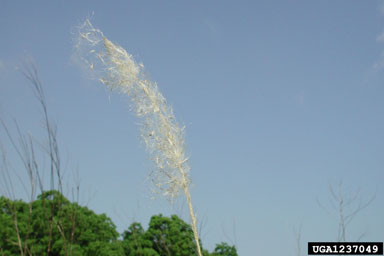 cogongrass, Imperata cylindrica  (Cyperales: Poaceae) - 1237049