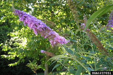 butterflybush, Buddleja spp.  (Scrophulariales: Buddlejaceae) - 1237051