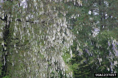 Japanese wisteria, Wisteria floribunda  (Fabales: Fabaceae (Leguminosae)) - 1237057