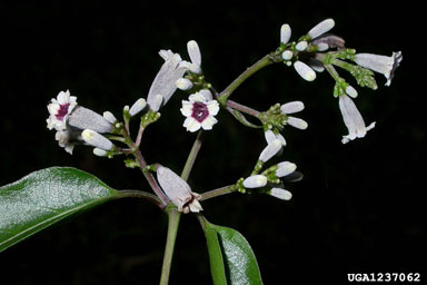 skunk-vine, Paederia foetida  (Rubiales: Rubiaceae) - 1237062