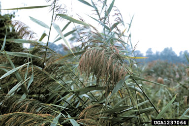 common reed, Phragmites australis  (Cyperales: Poaceae) - 1237064