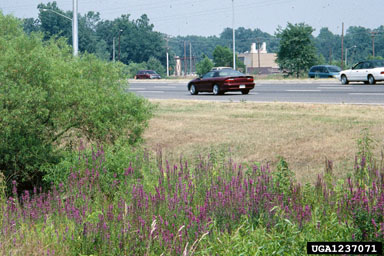 purple loosestrife, Lythrum salicaria  (Myrtales: Lythraceae) - 1237071