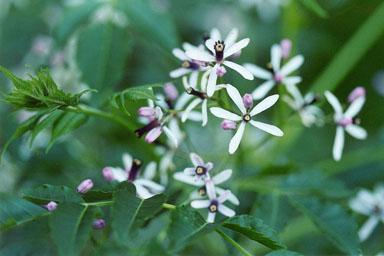 chinaberry, Melia azedarach  (Sapindales: Meliaceae) - 1237073