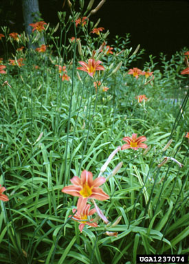 tawny daylily, Hemerocallis fulva  (Liliales: Liliaceae) - 1237074