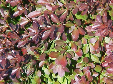 Japanese barberry, Berberis thunbergii  (Ranunculales: Berberidaceae) - 1237088