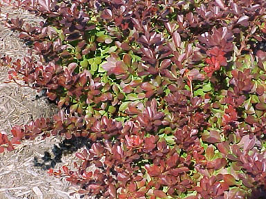 Japanese barberry, Berberis thunbergii  (Ranunculales: Berberidaceae) - 1237089