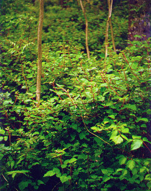 wine raspberry, Rubus phoenicolasius  (Rosales: Rosaceae) - 1237090