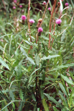 Canada thistle, Cirsium arvense  (Asterales: Asteraceae) - 1237095