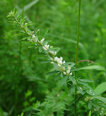 sericea lespedeza, Lespedeza cuneata  (Fabales: Fabaceae (Leguminosae)) - 1237101