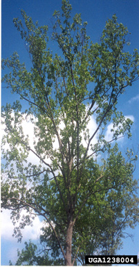 mechanical (  ) on yellow-poplar (Liriodendron tulipifera ) - 1238004