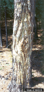 pitch canker (Fusarium subglutinans ) on pine (Pinus spp. ) - 1238009