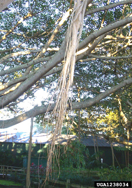 fig/banyan, Ficus spp.  (Urticales: Moraceae) - 1238034