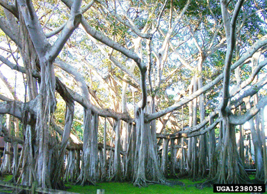 fig/banyan, Ficus spp.  (Urticales: Moraceae) - 1238035