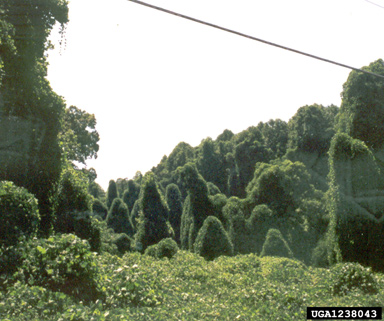 kudzu, Pueraria montana var. lobata (Fabales: Fabaceae (Leguminosae)) - 1238043