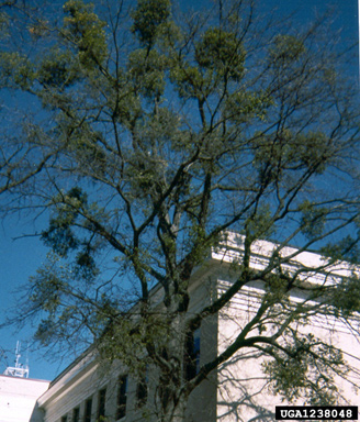 mistletoes, Phoradendron spp.  (Santalales: Viscaceae) - 1238048