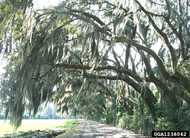 Spanish moss (Tillandsia usneoides ) on live oak (Quercus virginiana ) - 1238062