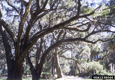 Spanish moss (Tillandsia usneoides ) on live oak (Quercus virginiana ) - 1238066