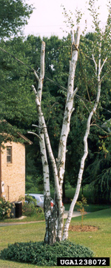 bronze birch borer (Agrilus anxius ) on birch (Betula spp. ) - 1238072