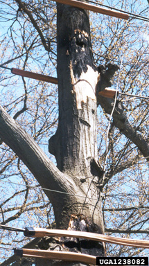 fire on water oak (Quercus nigra ) - 1238082