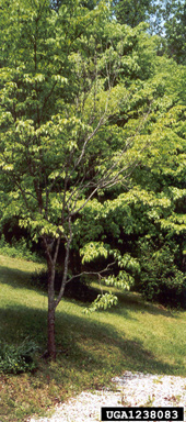 site selection mistakes on flowering dogwood (Cornus florida ) - 1238083