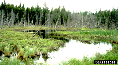 American beaver, Castor canadensis  (Rodentia: Castoridae) - 1238098