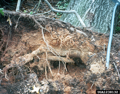 stem girdling roots on oak (Quercus spp. ) - 1238132