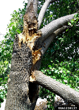weak branch union on Callery pear (Bradford pear) (Pyrus calleryana ) - 1238137