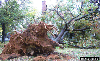 root lifting, soil heaving, and windthrow on white oak (Quercus alba ) - 1238147