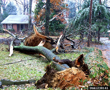 snow and ice damage (snow load) (  ) on oak (Quercus spp. ) - 1238161
