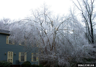 snow and ice damage (snow load) (  ) on river birch (Betula nigra ) - 1238164