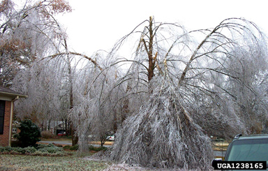 snow and ice damage (snow load) (  ) on river birch (Betula nigra ) - 1238165