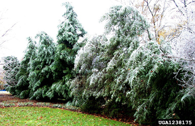 snow and ice damage (snow load) (  ) on Leyland cypress (x Cupressocyparis leylandii ) - 1238175