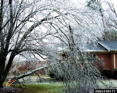 snow and ice damage (snow load) (  ) on silver maple (Acer saccharinum ) - 1238177