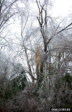 snow and ice damage (snow load) (  ) on water oak (Quercus nigra ) - 1238182