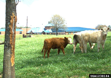 cattle, Bos spp.  (Artiodactyla: Bovidae) - 1238184