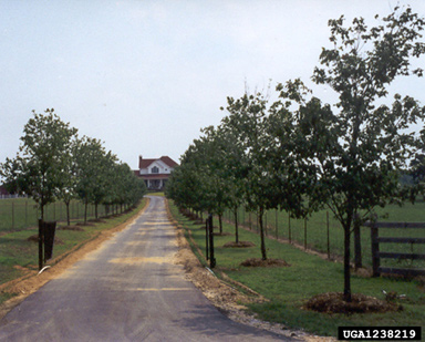 site selection mistakes on red maple (Acer rubrum ) - 1238219