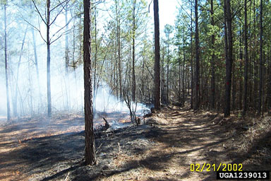 fire on pine (Pinus spp. ) - 1239013