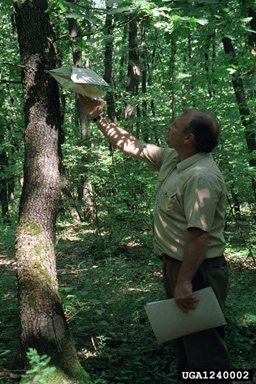 gypsy moth, Lymantria dispar  (Lepidoptera: Lymantriidae) - 1240002