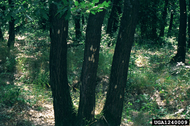 gypsy moth, Lymantria dispar  (Lepidoptera: Lymantriidae) - 1240009