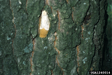gypsy moth (Lymantria dispar ) on oak (Quercus spp. ) - 1240014