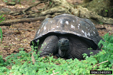 giant tortoise, Dipsochelys spp.  (Testudines: Testudinidae) - 1240251