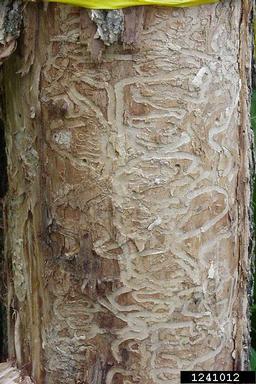 emerald ash borer (Agrilus planipennis ) on ash (Fraxinus spp. ) - 1241012