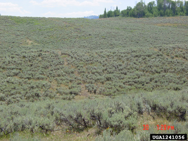 mountain big sagebrush, Artemisia tridentata ssp. vaseyana (Asterales: Asteraceae) - 1241056