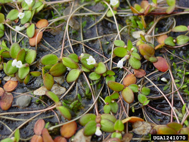 little amphianthus, Amphianthus pusillus  (Scrophulariales: Scrophulariaceae) - 1241070