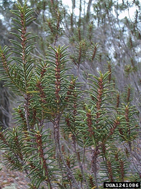 sand heath, Ceratiola ericoides  (Ericales: Empetraceae) - 1241086