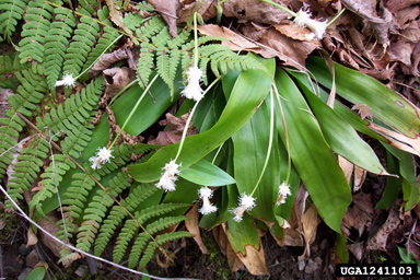 Fraser's cymophyllus, Cymophyllus fraserianus  (Cyperales: Cyperaceae) - 1241103