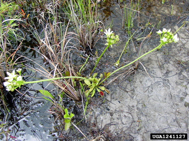 Venus flytrap, Dionaea muscipula  (Nephenthales: Droseraceae) - 1241127